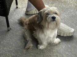 Lost Male Dog last seen Audra lane, Spring, TX 77386