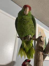 Lost Unknown Bird last seen Joann and Darrell , Costa Mesa, CA 92627