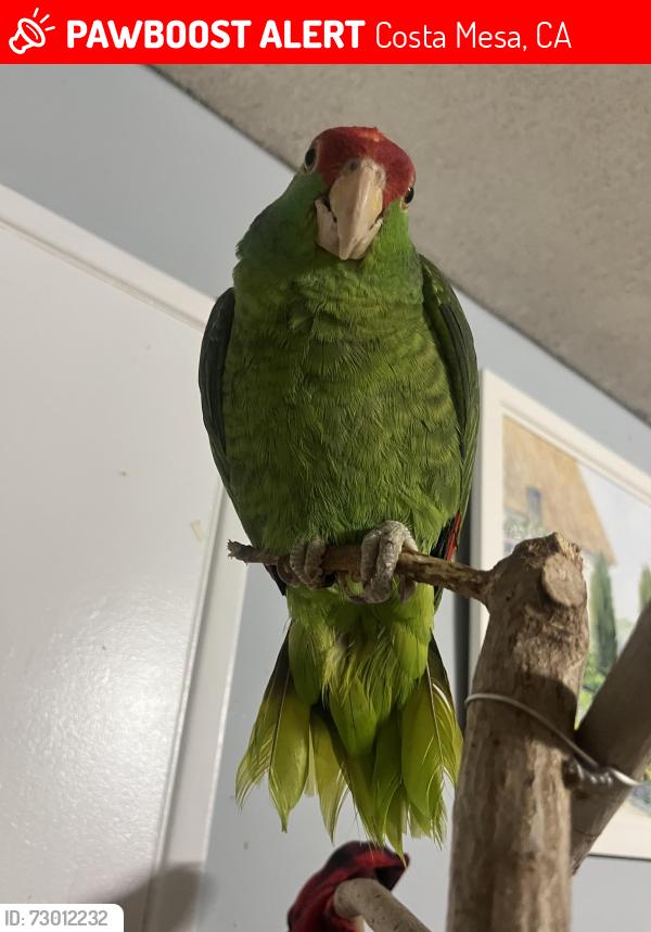 Lost Unknown Bird last seen Joann and Darrell , Costa Mesa, CA 92627