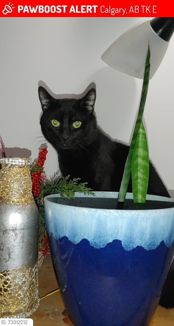 Lost Male Cat last seen Near 40 ave Queenspark townhouses, Calgary, AB T2K 0E6