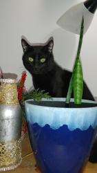 Lost Male Cat last seen Near 40 ave Queenspark townhouses, Calgary, AB T2K 0E6