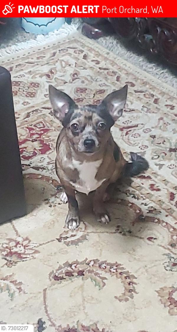 Lost Female Dog last seen Cynthia lane, port Orchard, wa, Port Orchard, WA 98367