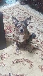 Lost Female Dog last seen Cynthia lane, port Orchard, wa, Port Orchard, WA 98367