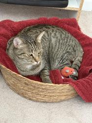 Lost Male Cat last seen Near Se 228th St nearby, Kent, WA 98031