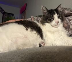 Reunited Male Cat last seen 53rd and V St, Sacramento, CA 95817