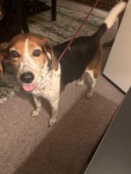 Reunited Female Dog last seen Baldwin Road and Westham Parkway , Tuckahoe, VA 23229