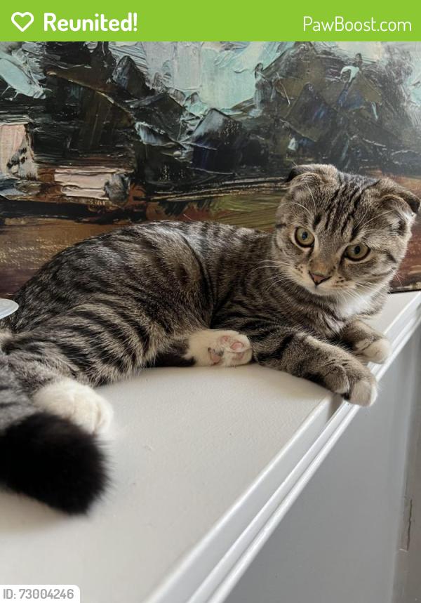 Reunited Female Cat last seen Eaux clairs 95 street and 157 Ave , Edmonton, AB T5X 0C7