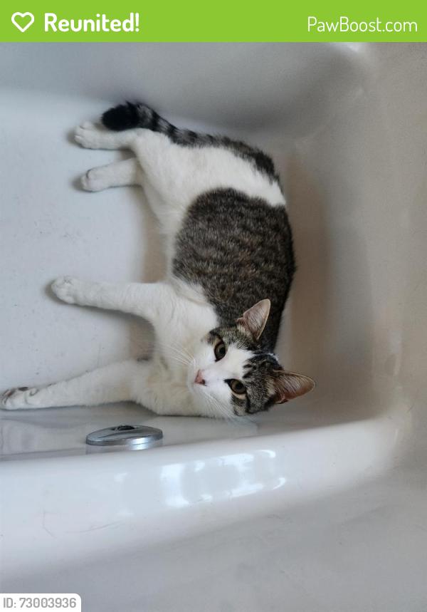 Reunited Male Cat last seen Bustleton Pike , Feasterville-Trevose, PA 19053