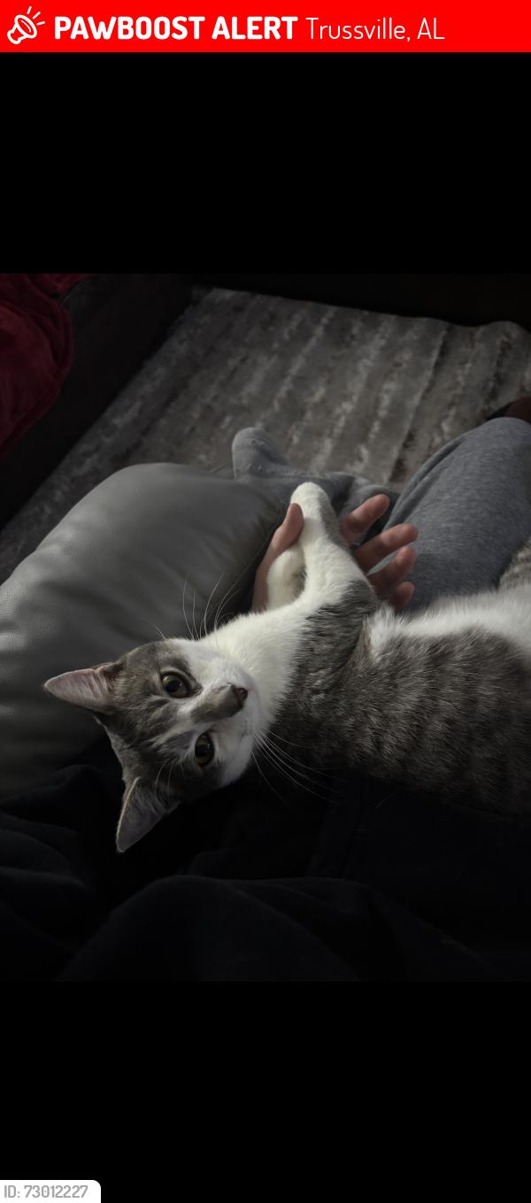 Lost Male Cat last seen Black jack rd. Passing Carringtons backside entrance but before the Argo police department, Trussville, AL 35004