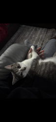 Lost Male Cat last seen Black jack rd. Passing Carringtons backside entrance but before the Argo police department, Trussville, AL 35004
