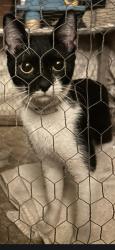 Found/Stray Female Cat last seen Benner Ave 60, Los Angeles, CA 90042