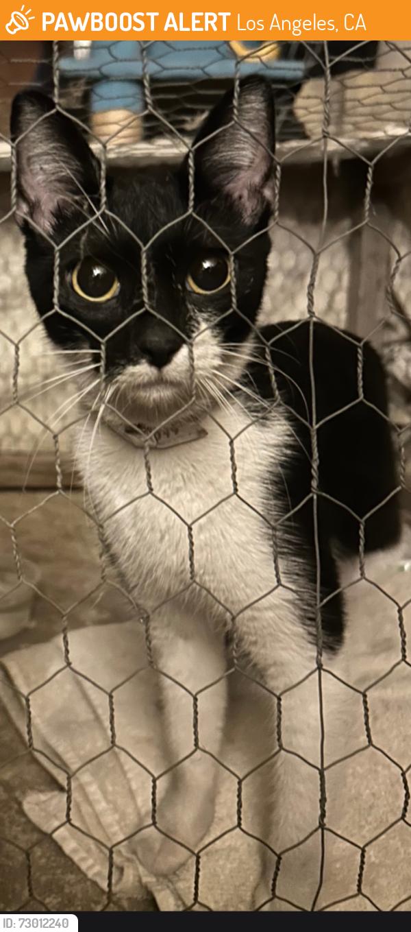 Found/Stray Female Cat last seen Benner Ave 60, Los Angeles, CA 90042