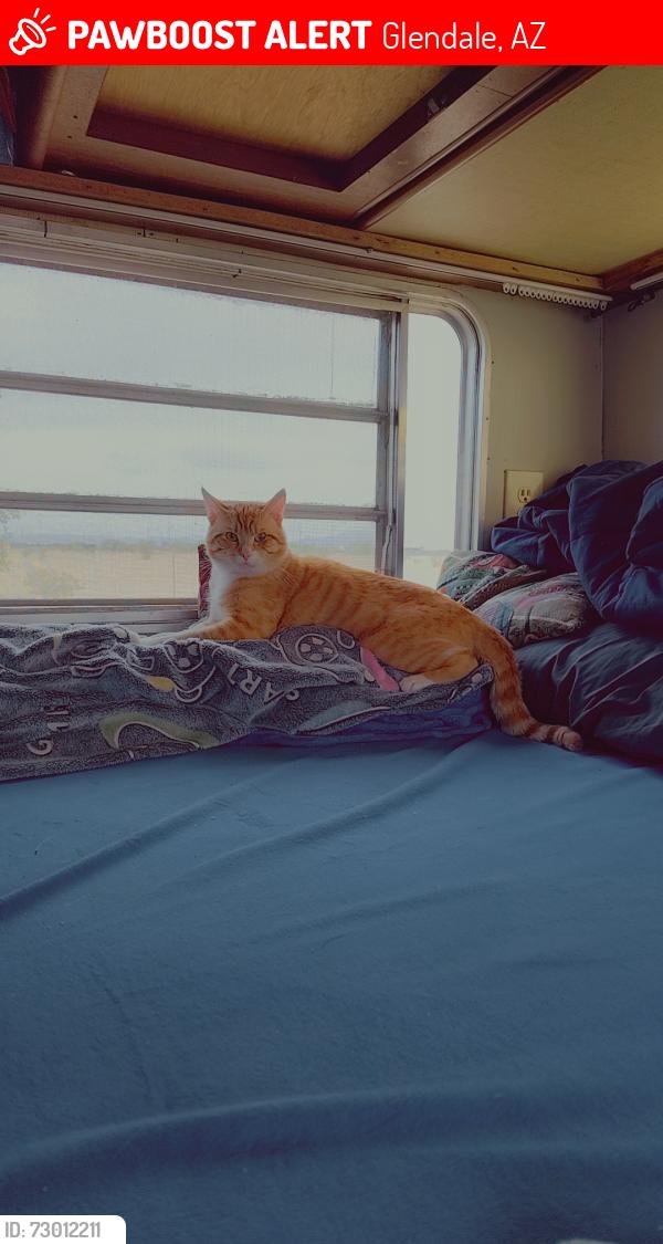Lost Male Cat last seen Arches apmt Homes, Glendale, AZ 85310