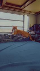 Lost Male Cat last seen Arches apmt Homes, Glendale, AZ 85310