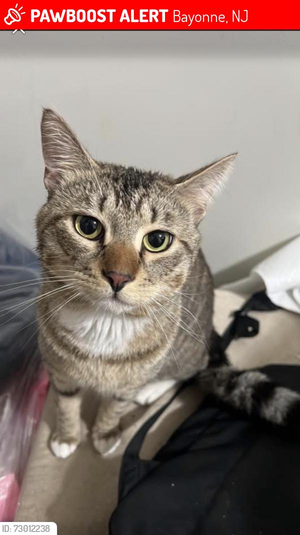 Lost Male Cat last seen JFK and Avenue C, Bayonne, NJ 07002