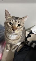 Lost Male Cat last seen JFK and Avenue C, Bayonne, NJ 07002
