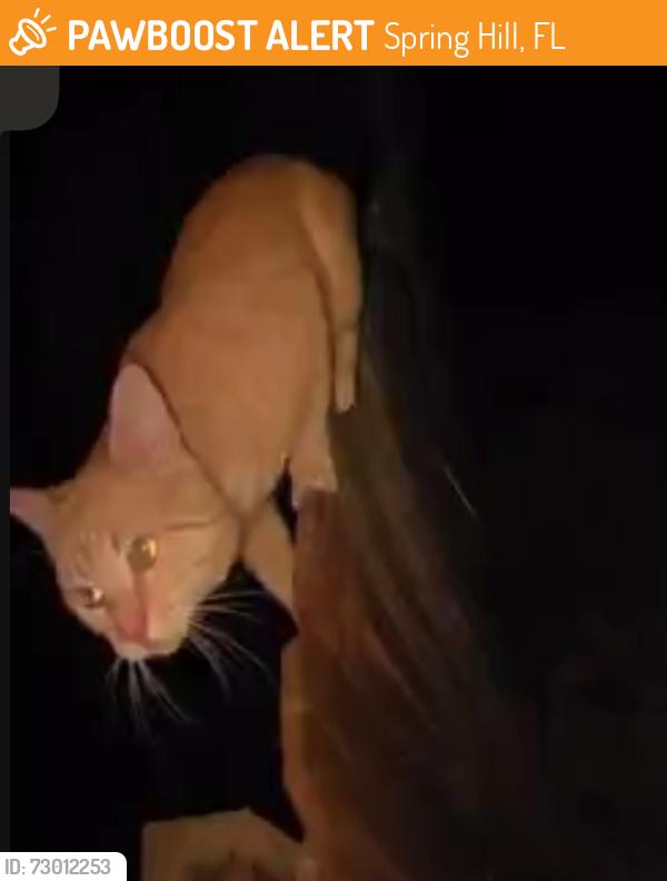 Found/Stray Unknown Cat last seen Near baseball field on deltona , Spring Hill, FL 34608