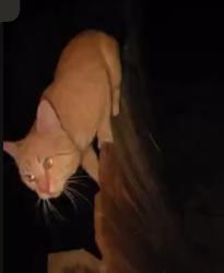 Found/Stray Unknown Cat last seen Near baseball field on deltona , Spring Hill, FL 34608