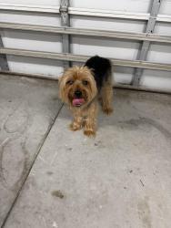 Found/Stray Unknown Dog last seen E Fullers cross rd, Winter Garden, FL 34787