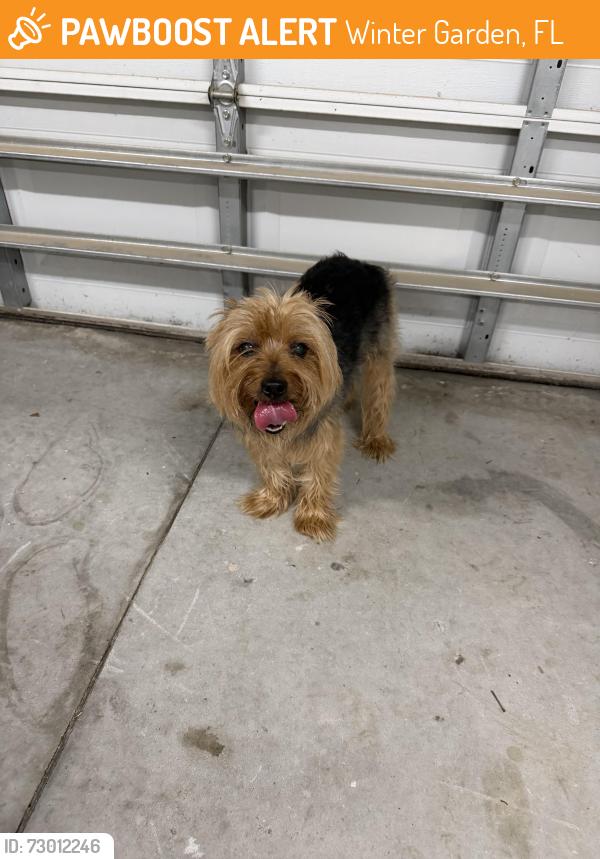 Found/Stray Unknown Dog last seen E Fullers cross rd, Winter Garden, FL 34787