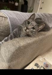 Lost Male Cat last seen Near N Azusa Ave, Azusa, Azusa, CA 91702