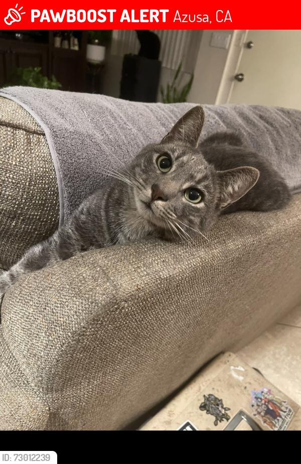 Lost Male Cat last seen Near N Azusa Ave, Azusa, Azusa, CA 91702
