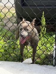 Found/Stray Female Dog last seen Cedar and union street, Manchester, NH 03104