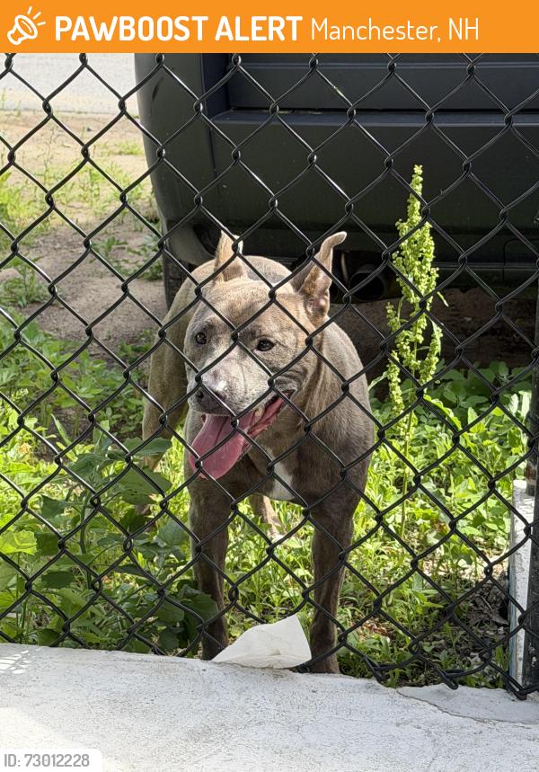 Found/Stray Female Dog last seen Cedar and union street, Manchester, NH 03104