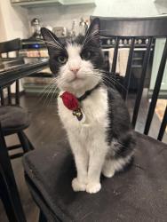 Lost Female Cat last seen Coventry, Edgecroft, Kensington, CA 94707