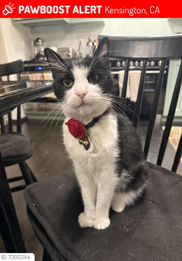Lost Female Cat last seen Coventry, Edgecroft, Kensington, CA 94707