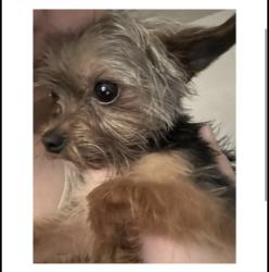 Lost Male Dog last seen The range apmts , Fort Worth, TX 76116