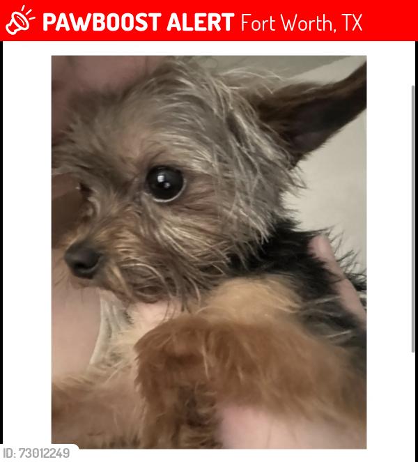 Lost Male Dog last seen The range apmts , Fort Worth, TX 76116