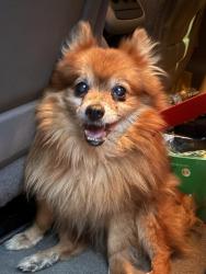 Found/Stray Male Dog last seen Columbiaville rd and Skelton rd, Columbiaville, MI 48421