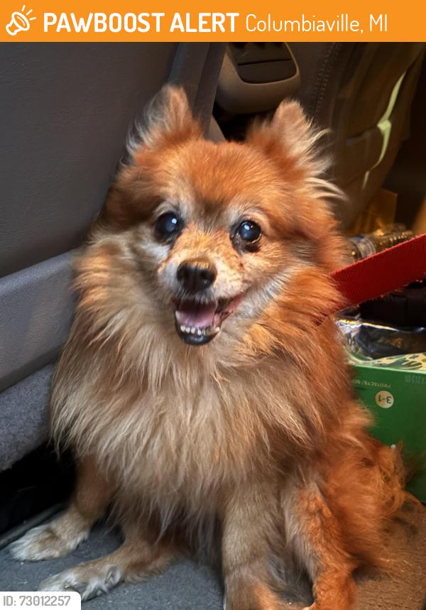 Found/Stray Male Dog last seen Columbiaville rd and Skelton rd, Columbiaville, MI 48421