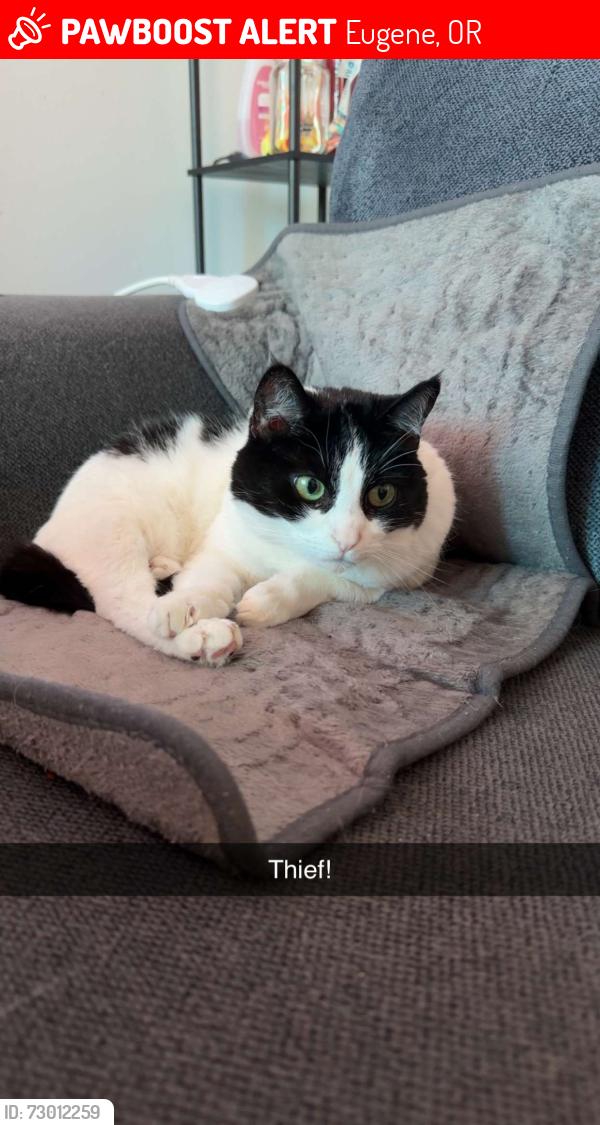 Lost Female Cat last seen Home Depot off of Green acres, Eugene, OR 97408