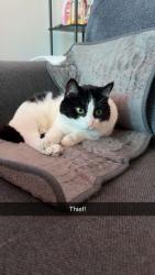 Lost Female Cat last seen Home Depot off of Green acres, Eugene, OR 97408