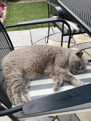 Lost Female Cat last seen Broadland high school , Hoveton, England NR12 8DN