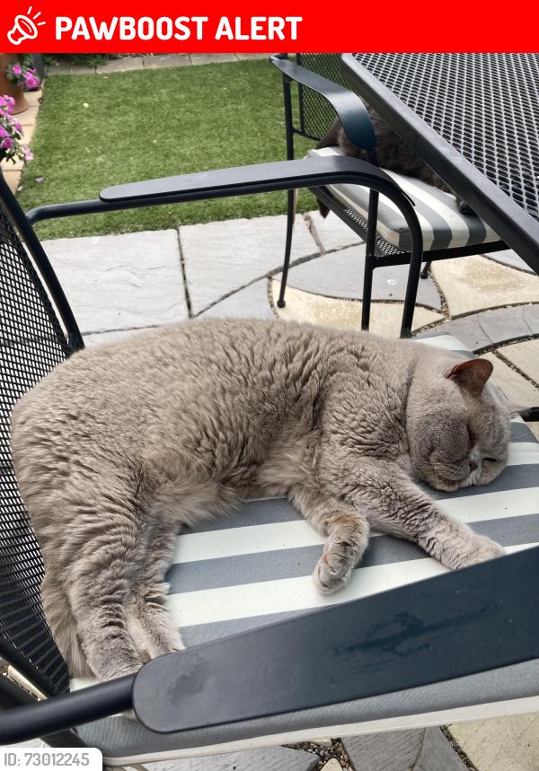 Lost Female Cat last seen Broadland high school , Hoveton, England NR12 8DN