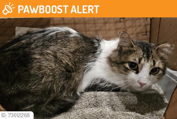 Found/Stray Male Cat last seen Pontiac Trail & Halsted, West Bloomfield Township, MI 48323