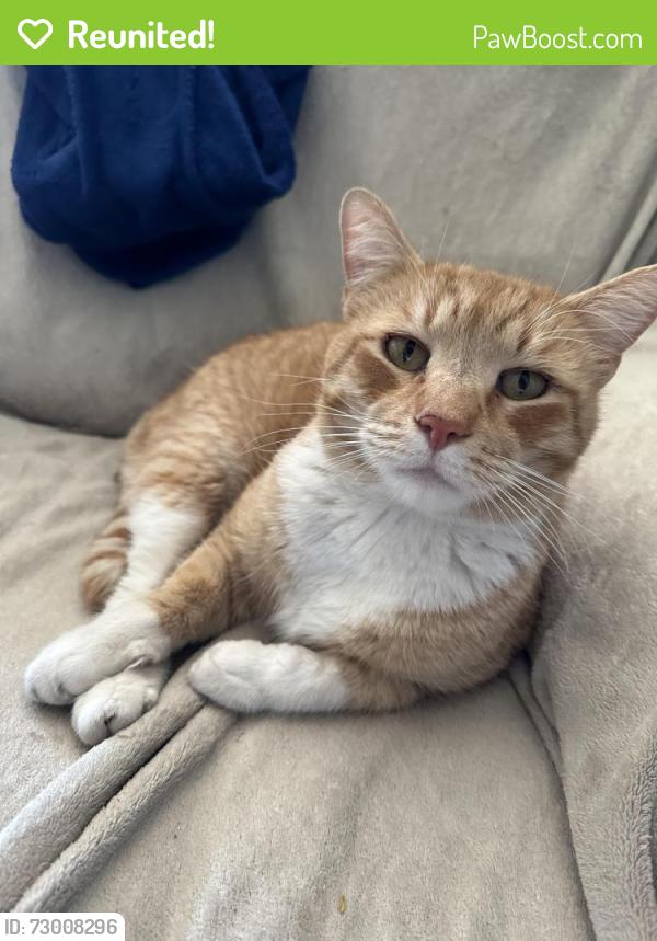 Reunited Male Cat last seen Chandler and Mcclintock, Chandler, AZ 85226