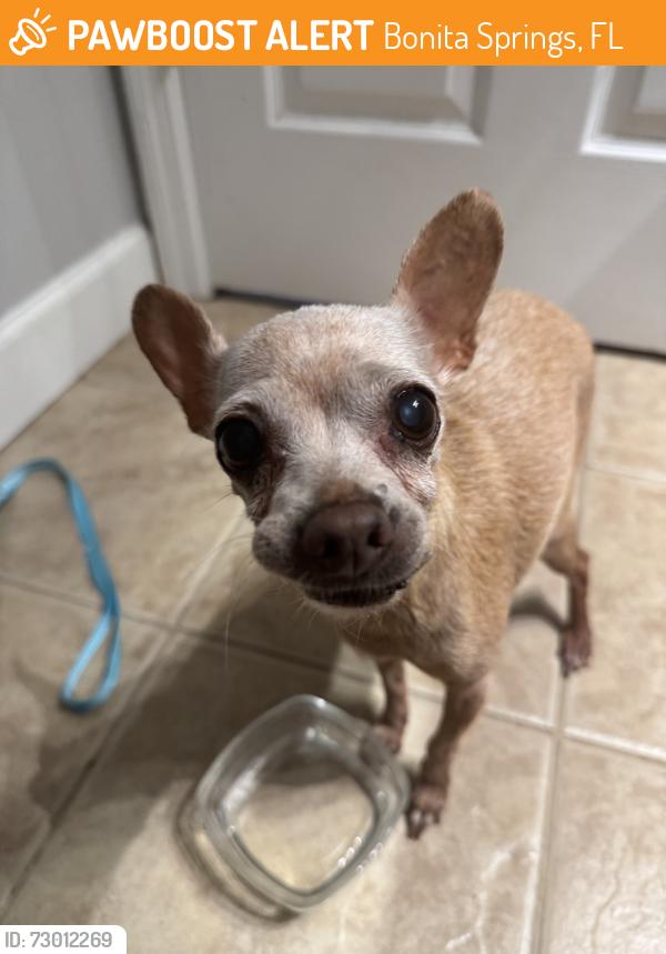 Found/Stray Female Dog last seen East terry st, Bonita Springs, FL 34135