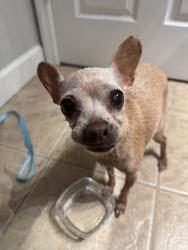 Found/Stray Female Dog last seen East terry st, Bonita Springs, FL 34135