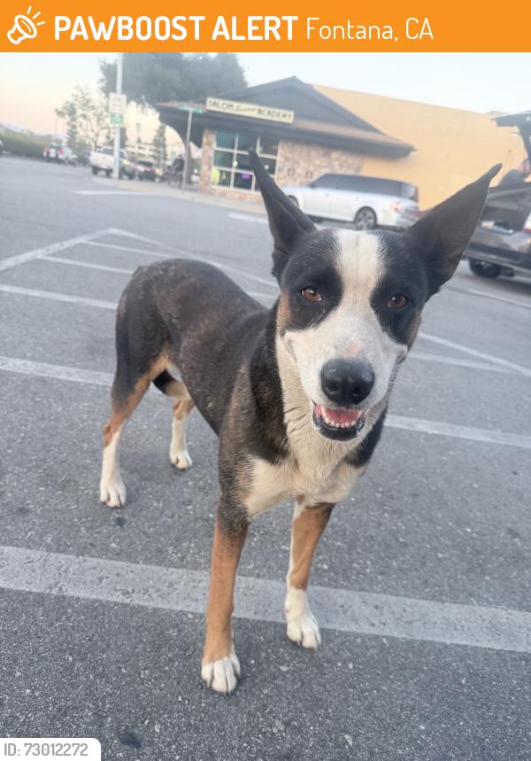 Found/Stray Female Dog last seen Benette and Arrow, Fontana, CA 92335