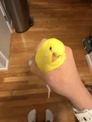 Found/Stray Unknown Bird last seen Idk, Danbury, CT 06810