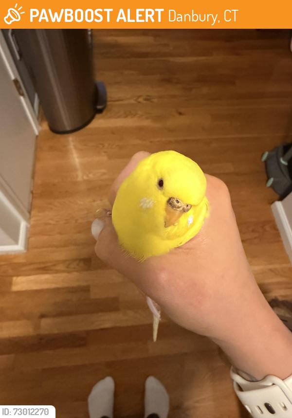 Found/Stray Unknown Bird last seen Idk, Danbury, CT 06810