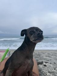 Lost Female Dog last seen Bridge Road, Jupiter Island, Florida, Coral Cove Beach, Tequesta, FL 33469