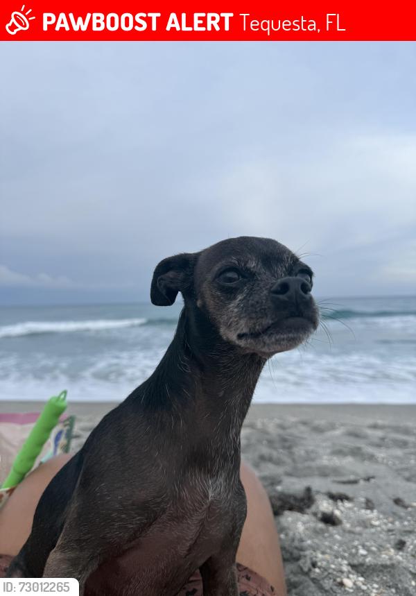 Lost Female Dog last seen Bridge Road, Jupiter Island, Florida, Coral Cove Beach, Tequesta, FL 33469