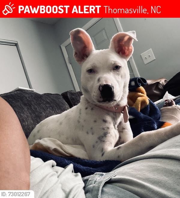 Lost Female Dog last seen National St, Thomasville, NC 27360