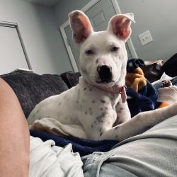 Lost Female Dog last seen National St, Thomasville, NC 27360