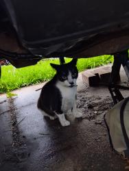 Found/Stray Unknown Cat last seen Trenton and David St. We are on the access road., Corpus Christi, TX 78405